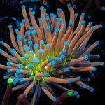 Mardi Gras Torch Coral with flowing tentacles in reef aquarium