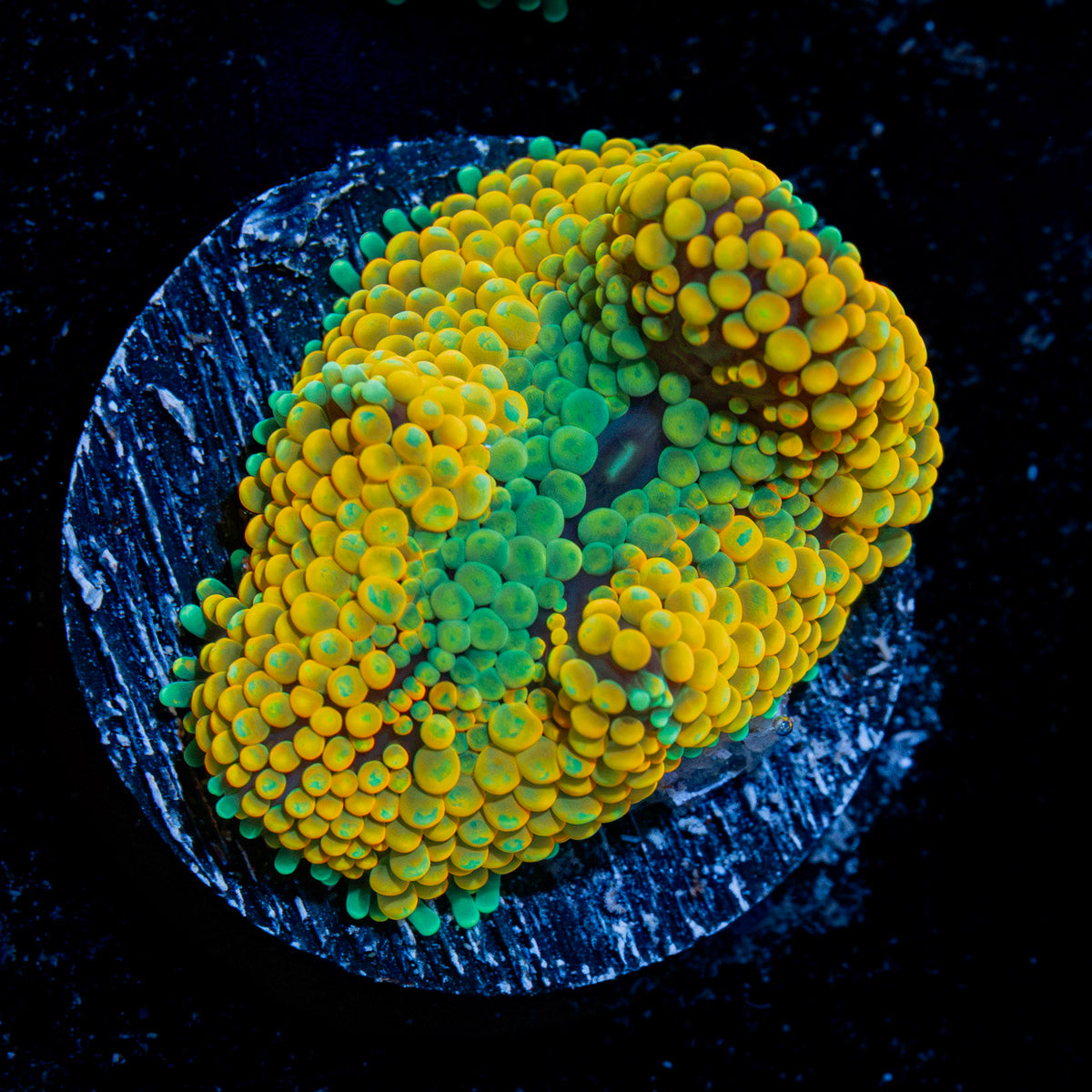 Orange Ricordea Mushroom Coral with mushroom disc in reef aquarium