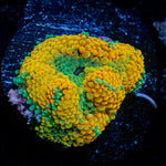 Orange Ricordea Mushroom Coral with mushroom disc in reef aquarium