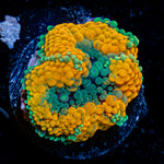 Orange Ricordea Mushroom Coral with mushroom disc in reef aquarium
