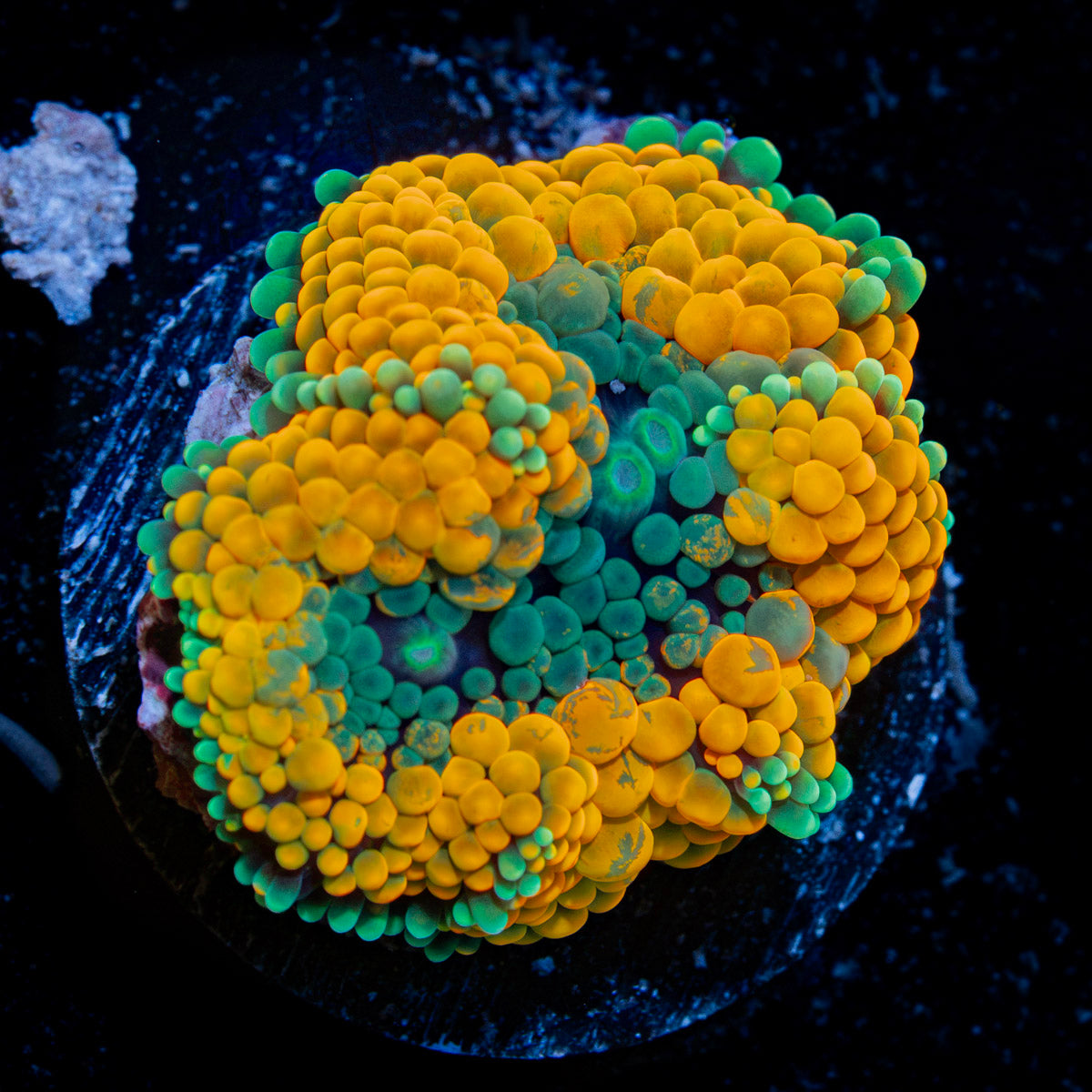 Orange Ricordea Mushroom Coral with mushroom disc in reef aquarium