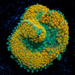Orange Ricordea Mushroom Coral with mushroom disc in reef aquarium