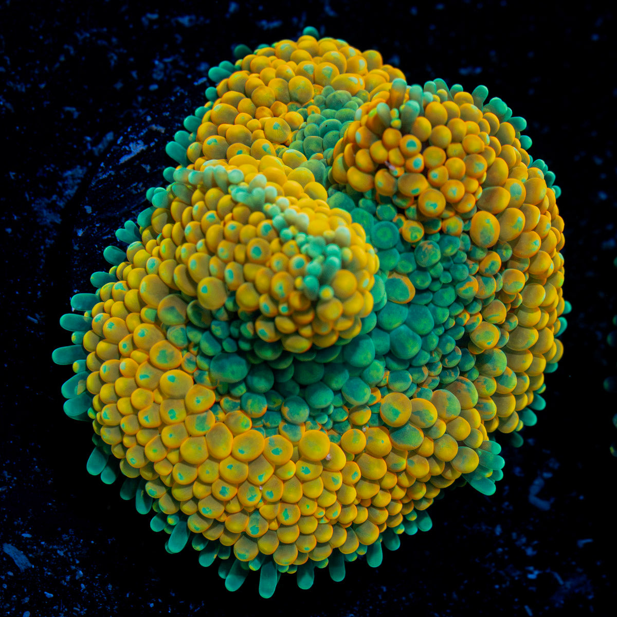 Orange Ricordea Mushroom Coral with mushroom disc in reef aquarium