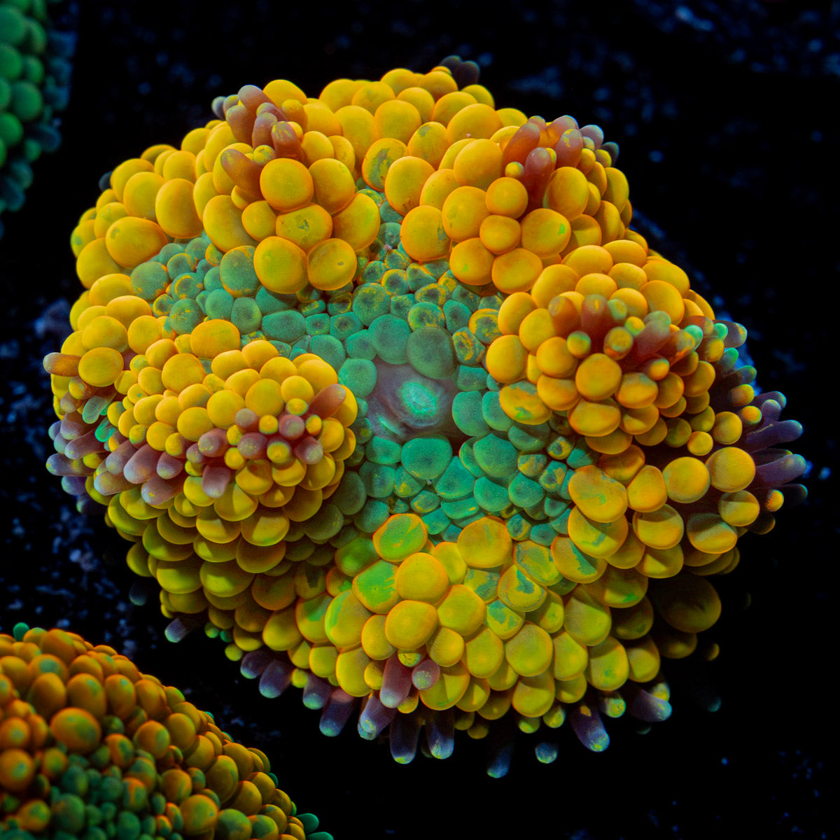 Orange Ricordea Mushroom Coral with mushroom disc in reef aquarium
