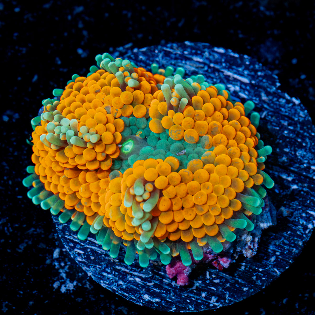Orange Ricordea Mushroom Coral with mushroom disc in reef aquarium
