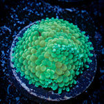 Green Ricordea Mushroom Coral with mushroom disc in reef aquarium