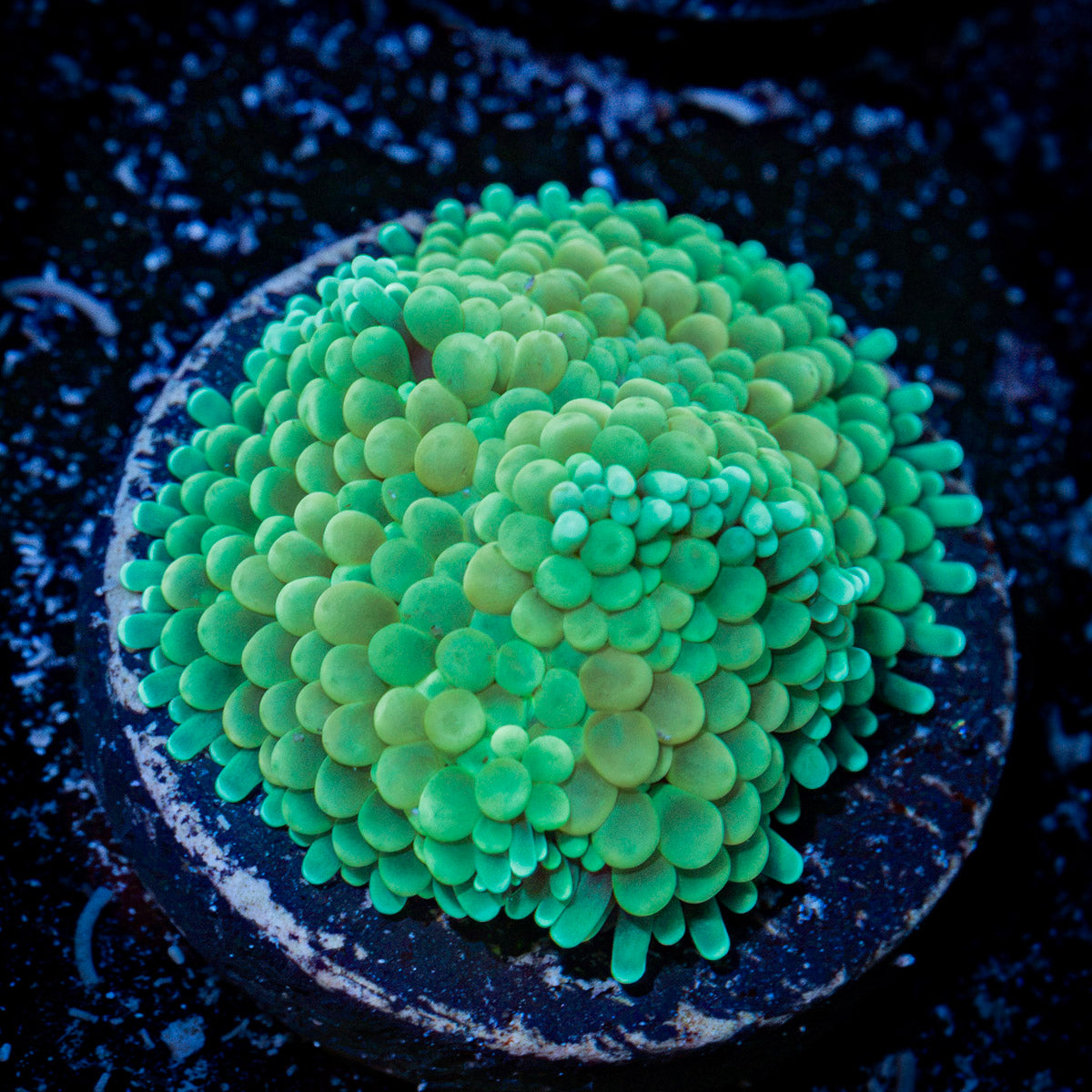 Green Ricordea Mushroom Coral with mushroom disc in reef aquarium