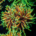 Inferno Torch Euphyllia Coral with flowing tentacles in reef aquarium