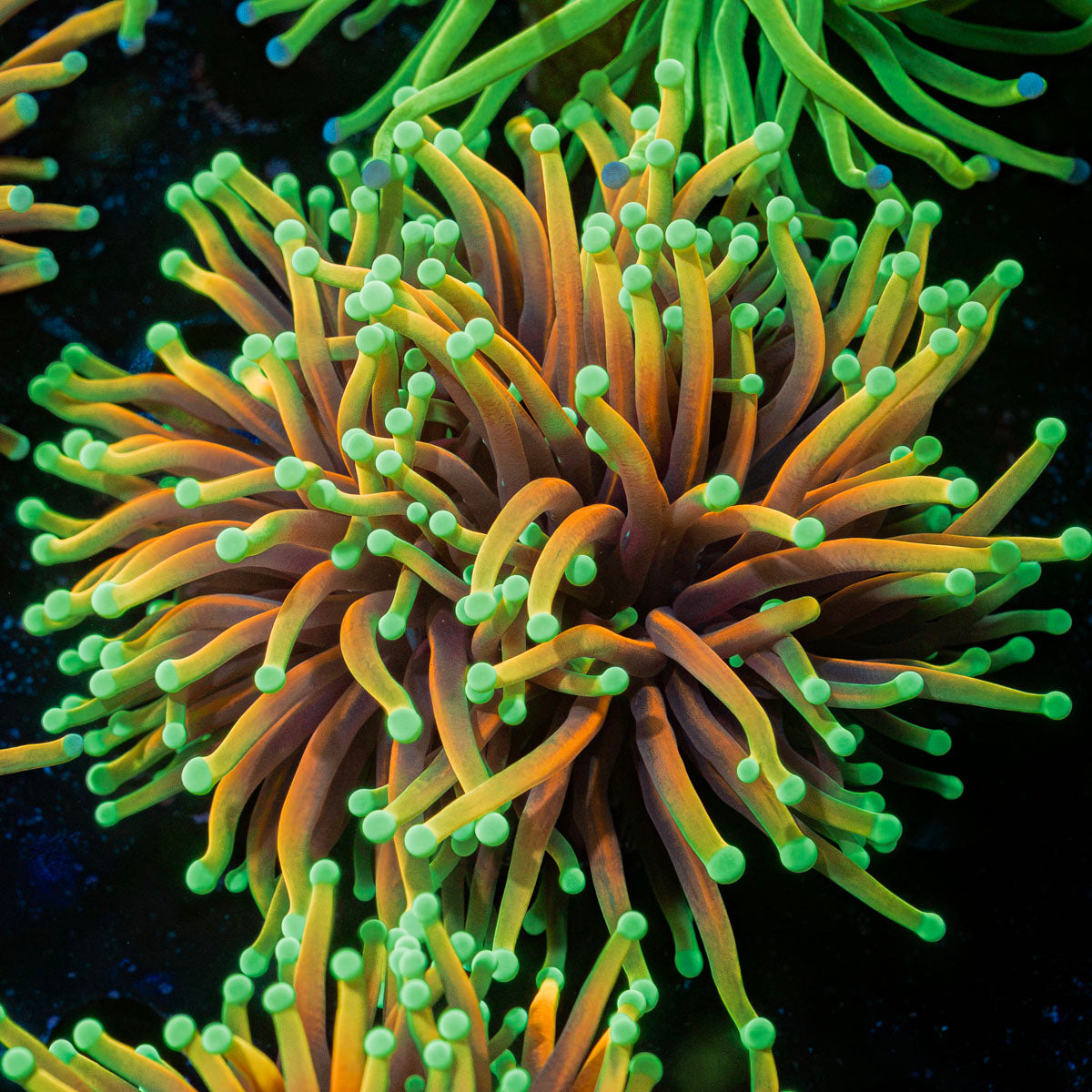 Inferno Torch Euphyllia Coral with flowing tentacles in reef aquarium