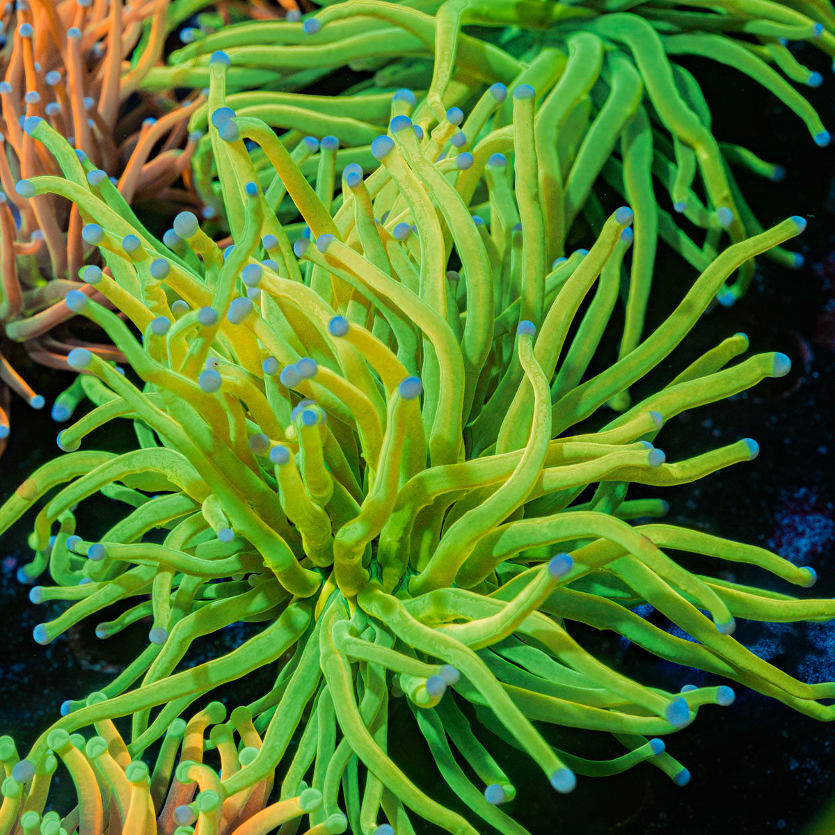 Holy Grail Torch Euphyllia Coral with flowing tentacles in reef aquarium