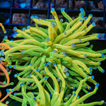 Holy Grail Torch Euphyllia Coral with flowing tentacles in reef aquarium