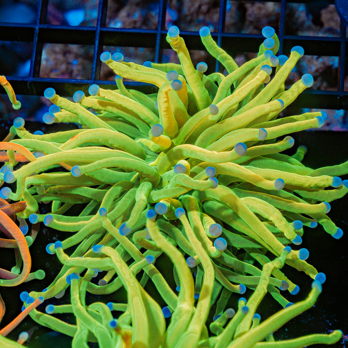 Holy Grail Torch Euphyllia Coral with flowing tentacles in reef aquarium