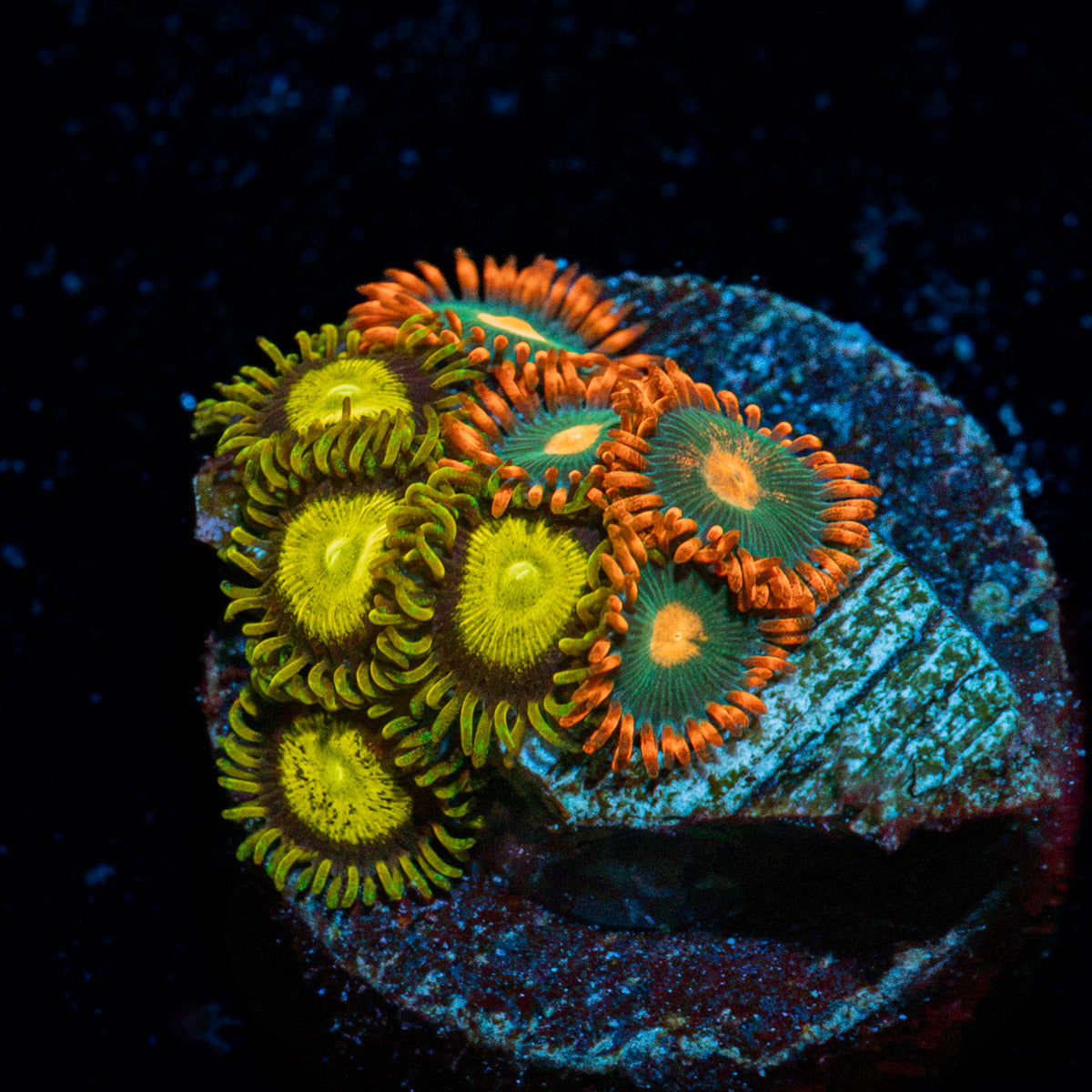 Zoanthid Combo Plug Coral with colony growth in reef aquarium