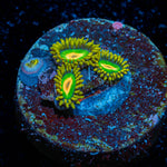 Rasta Zoanthid Coral colony growth in reef aquarium
