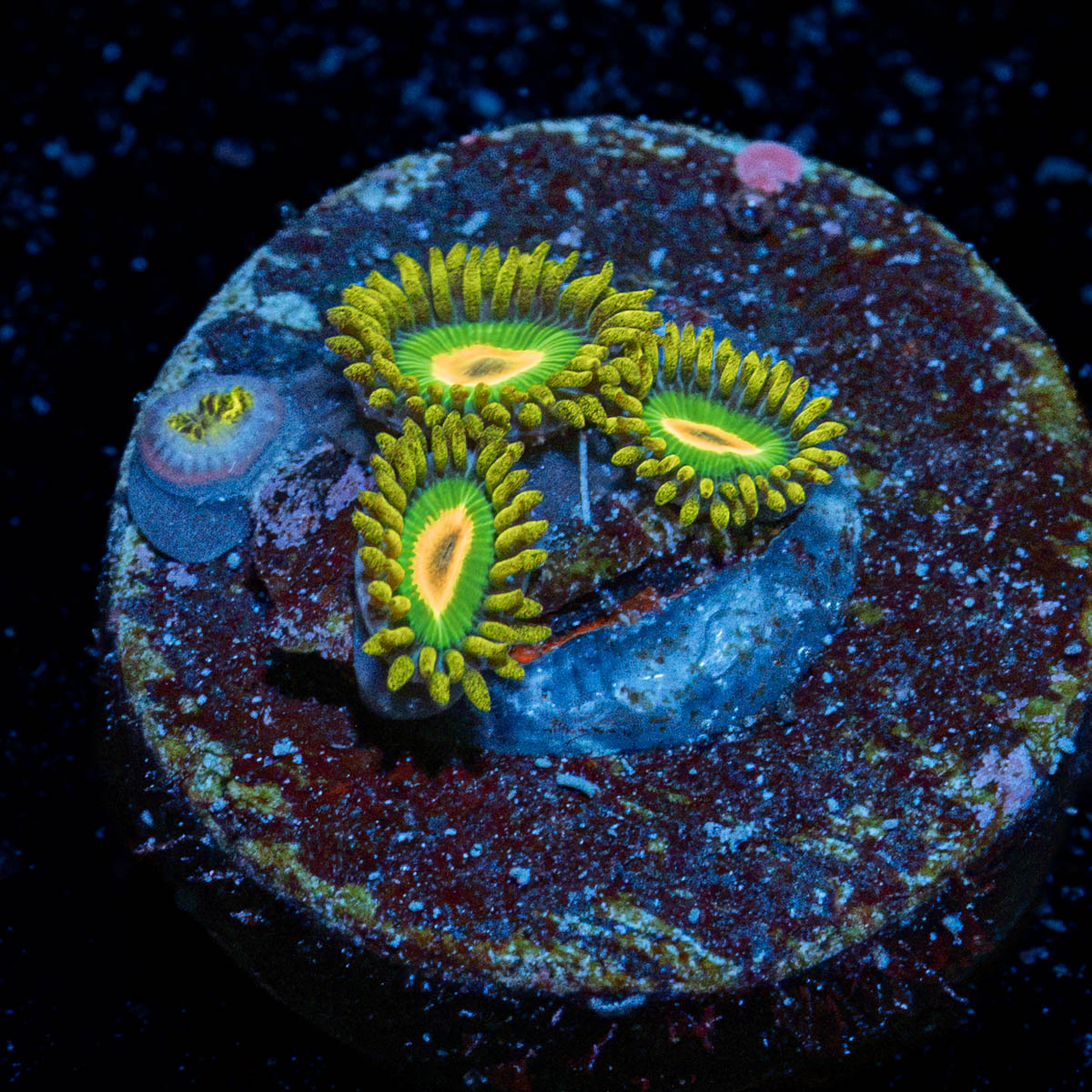 Rasta Zoanthid Coral colony growth in reef aquarium
