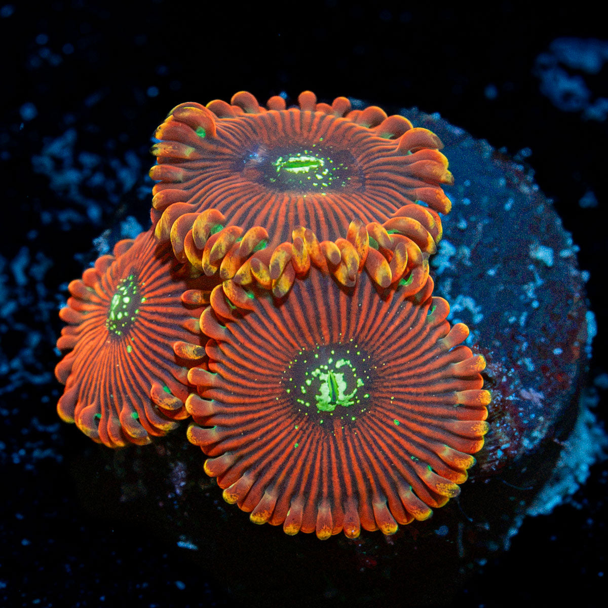 Dark Magician Zoanthid Coral with colony growth in reef aquarium