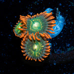 Blueberry Yumyum Zoanthid Coral with colony growth in reef aquarium