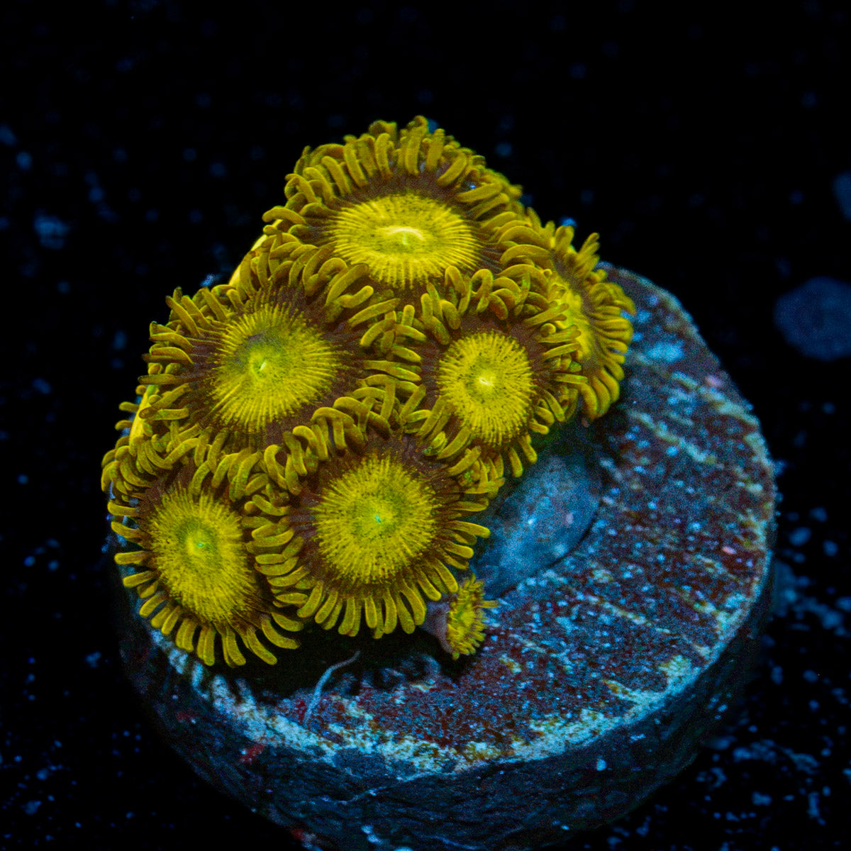 King Midas Zoanthid Coral with colony growth in reef aquarium