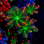 ARC Fireworks Clove Polyps with colony growth in reef aquarium