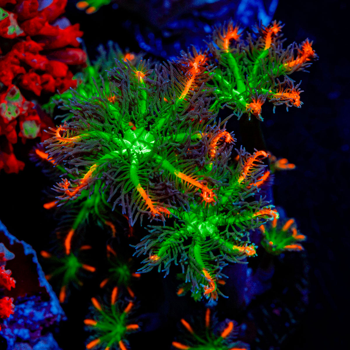 ARC Fireworks Clove Polyps with colony growth in reef aquarium