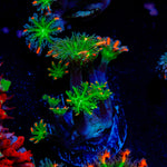 ARC Fireworks Clove Polyps with colony growth in reef aquarium
