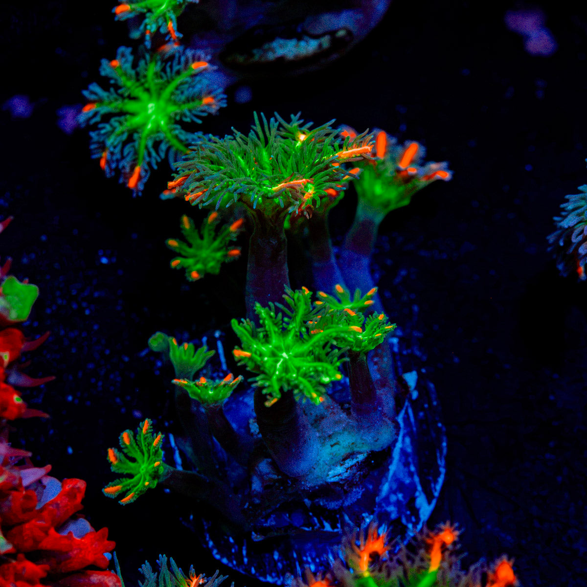 ARC Fireworks Clove Polyps with colony growth in reef aquarium
