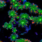 ARC Fireworks Clove Polyps with colony growth in reef aquarium