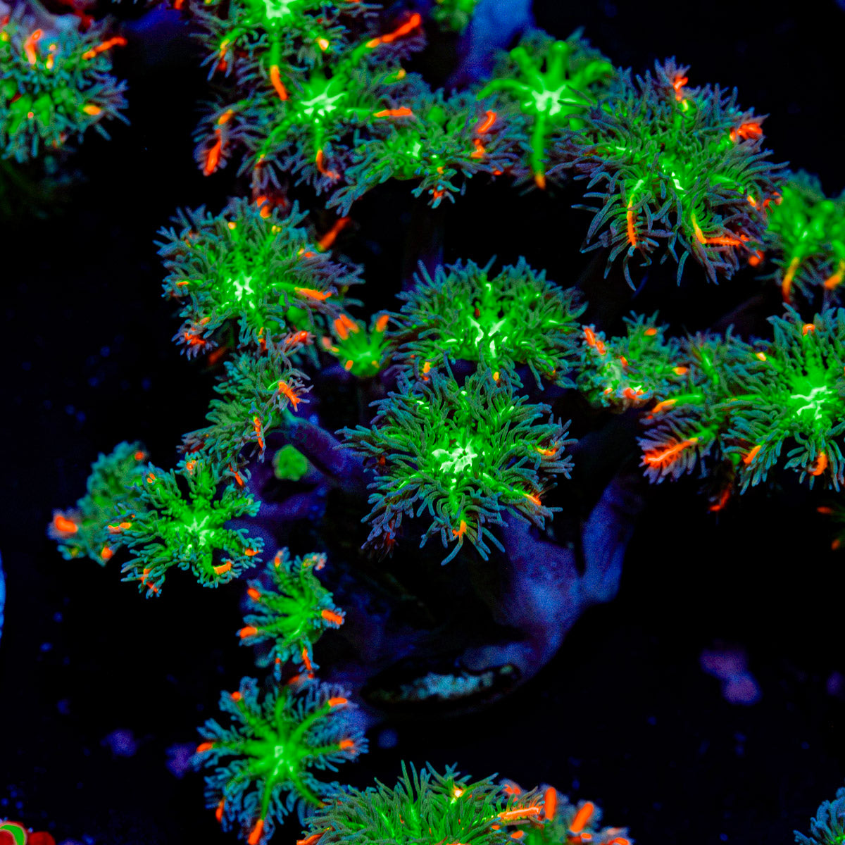 ARC Fireworks Clove Polyps with colony growth in reef aquarium