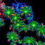 ARC Fireworks Clove Polyps with colony growth in reef aquarium