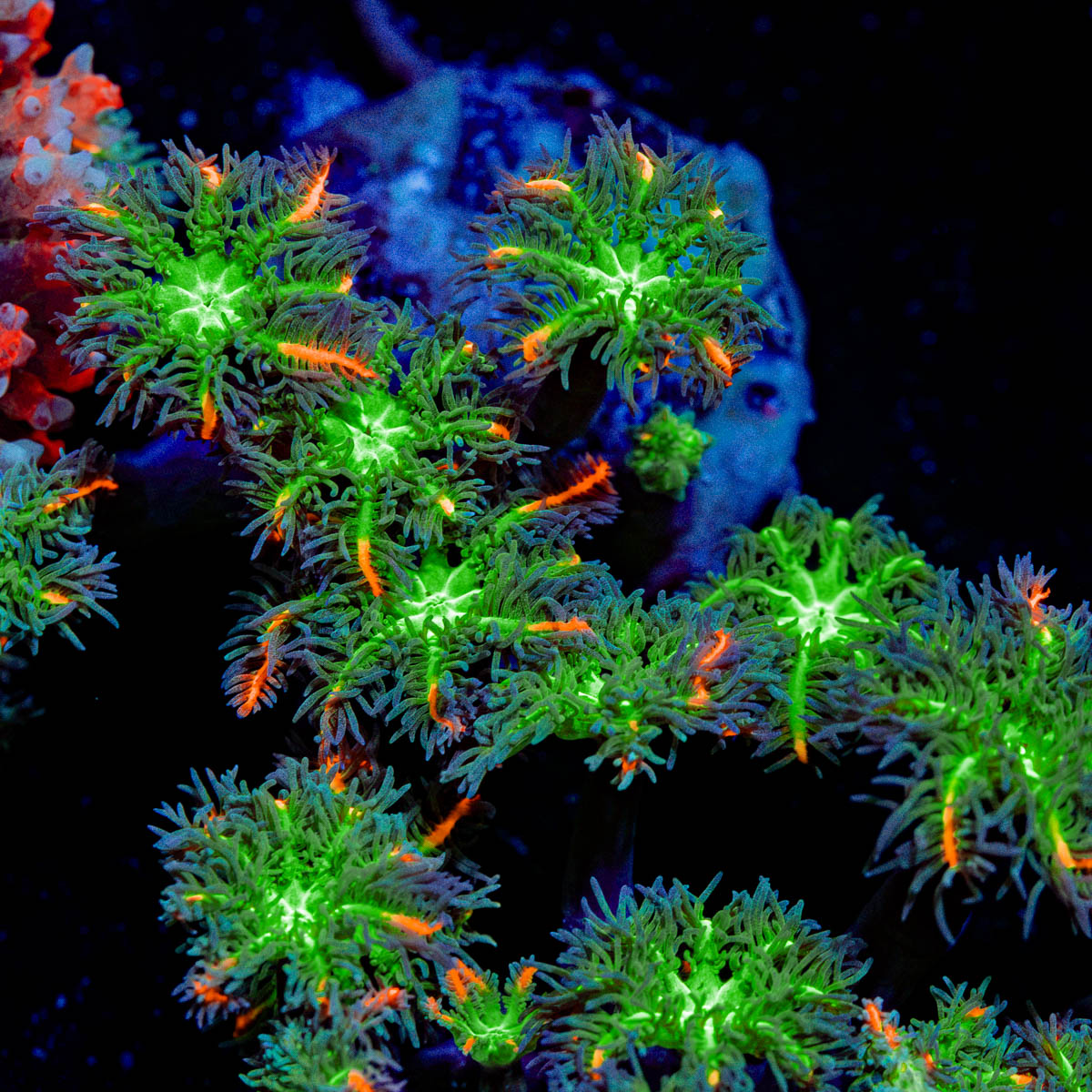 ARC Fireworks Clove Polyps with colony growth in reef aquarium