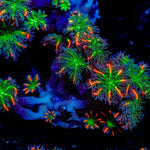 ARC Fireworks Clove Polyps with colony growth in reef aquarium