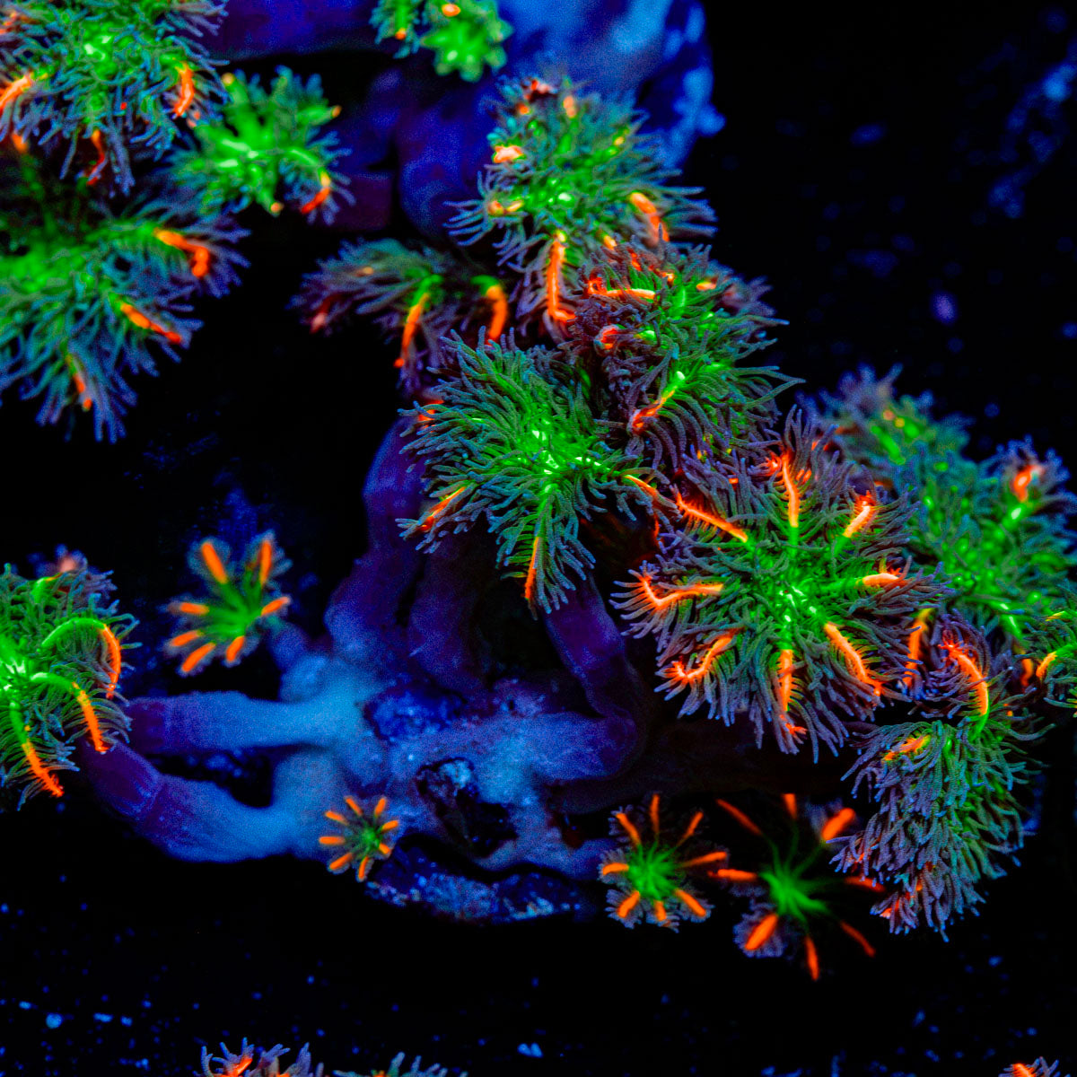 ARC Fireworks Clove Polyps with colony growth in reef aquarium