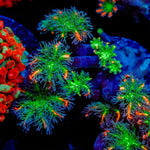 ARC Fireworks Clove Polyps with colony growth in reef aquarium