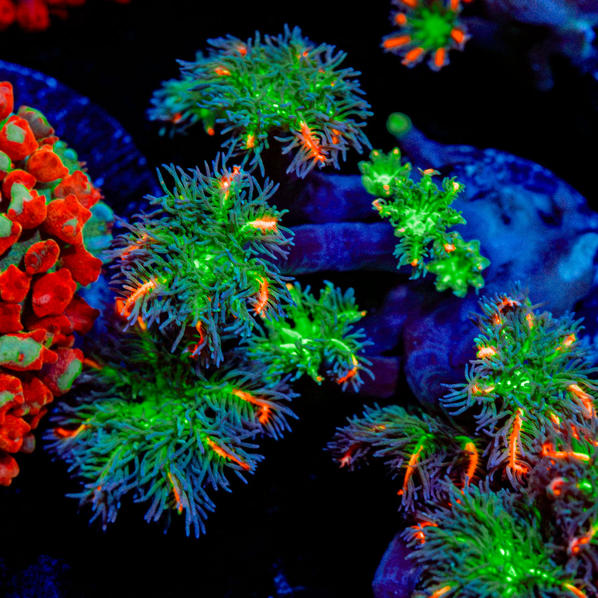 ARC Fireworks Clove Polyps with colony growth in reef aquarium
