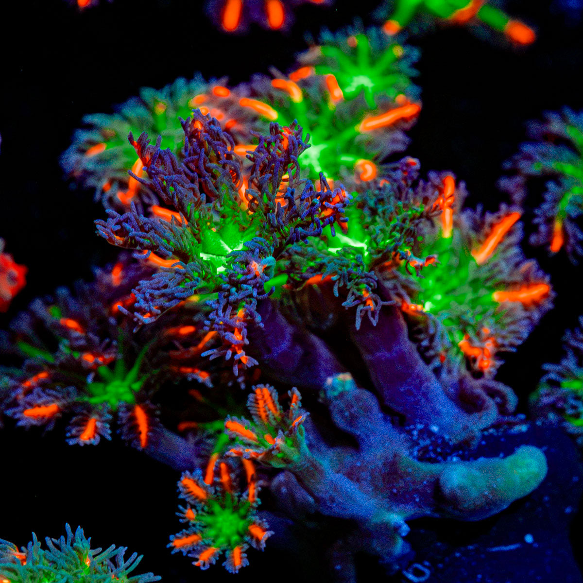 ARC Fireworks Clove Polyps with colony growth in reef aquarium