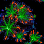 ARC Fireworks Clove Polyps with colony growth in reef aquarium