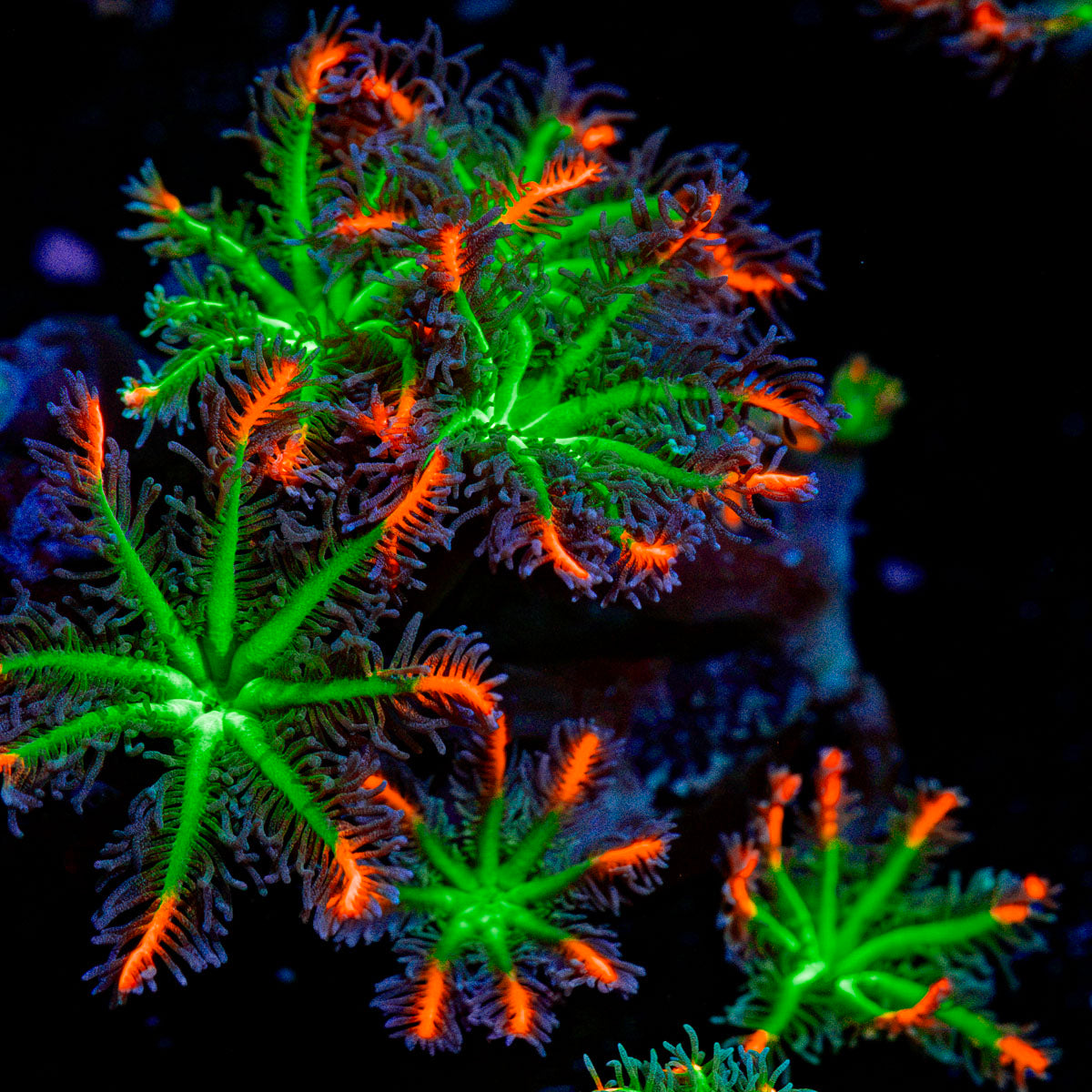 ARC Fireworks Clove Polyps with colony growth in reef aquarium
