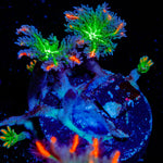 ARC Fireworks Clove Polyps with colony growth in reef aquarium