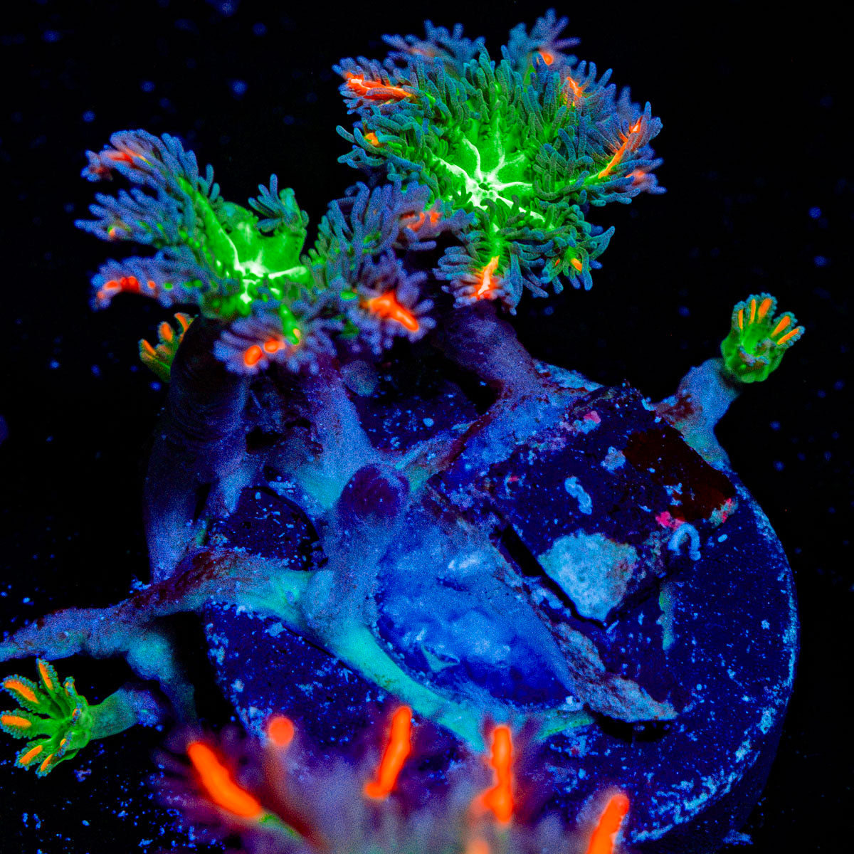 ARC Fireworks Clove Polyps with colony growth in reef aquarium