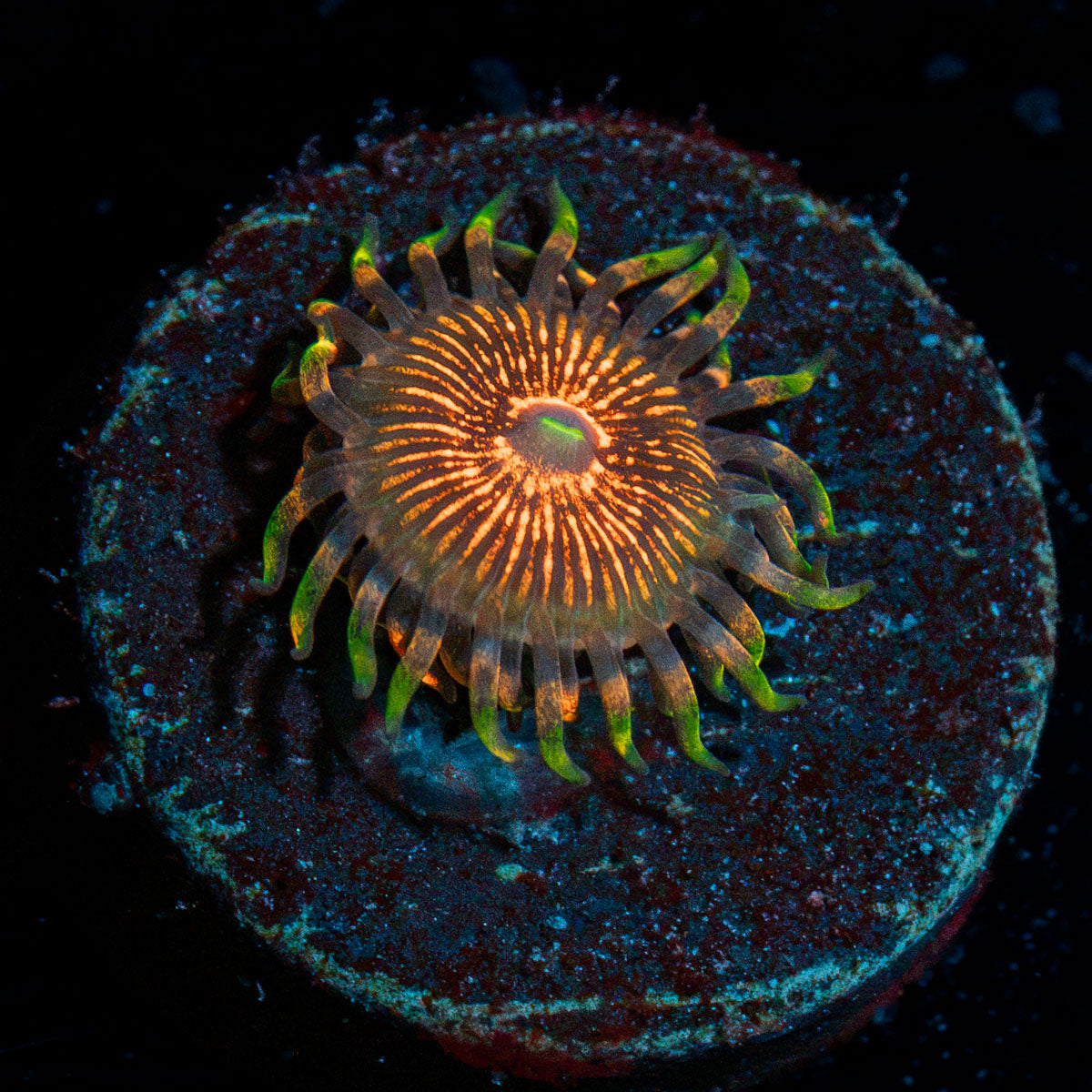 Aztec Warrior Zoanthid Coral with colony growth in reef aquarium