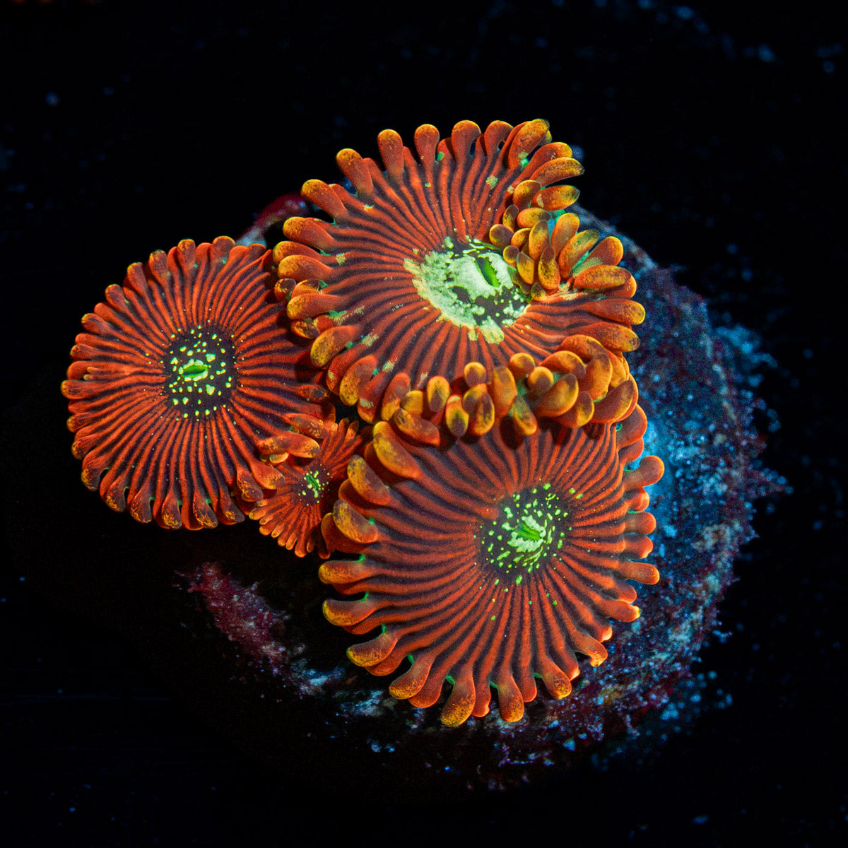 Dark Magician Zoanthid Coral colony growth in reef aquarium