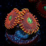 Dark Magician Zoanthid Coral colony growth in reef aquarium