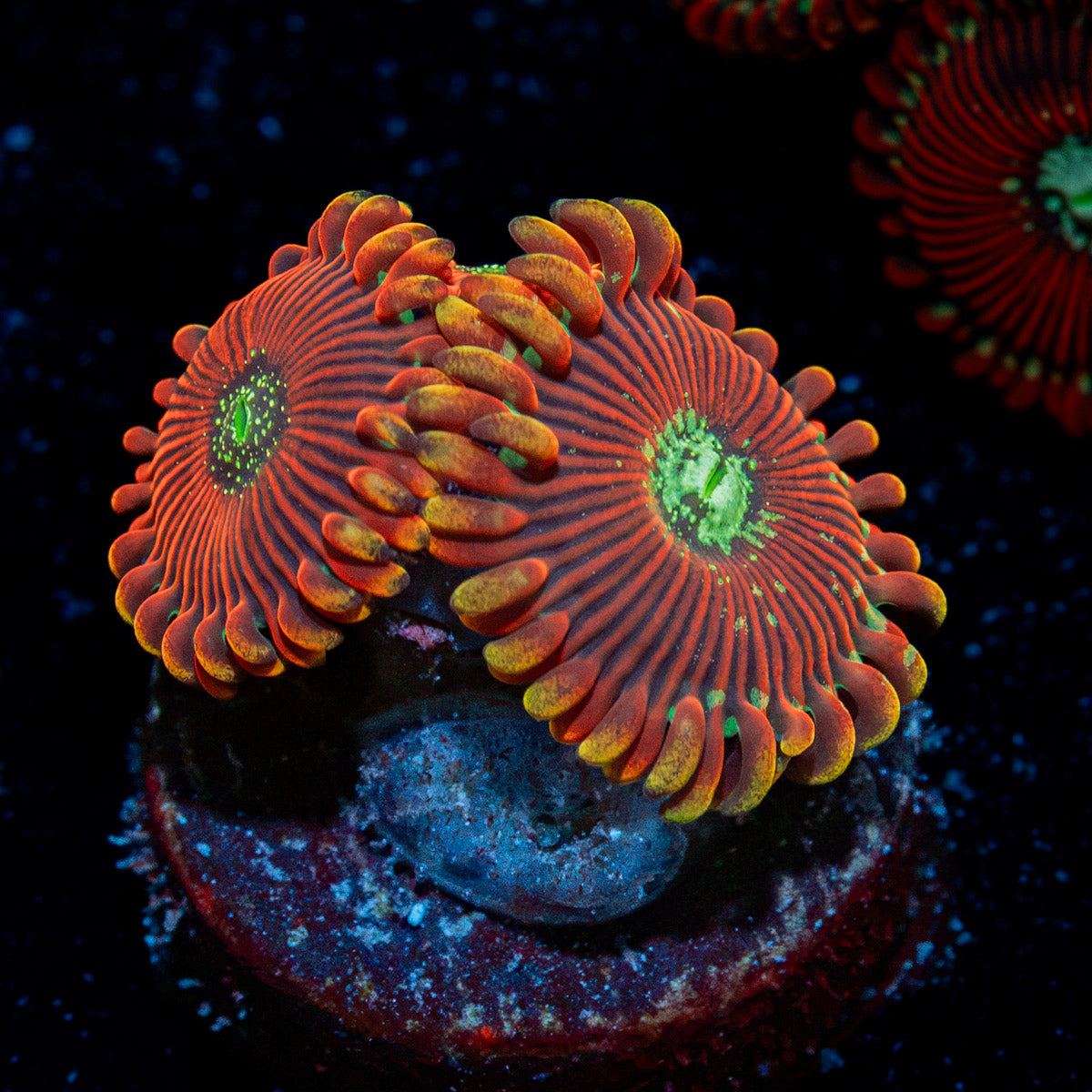 Dark Magician Zoanthid Coral colony growth in reef aquarium