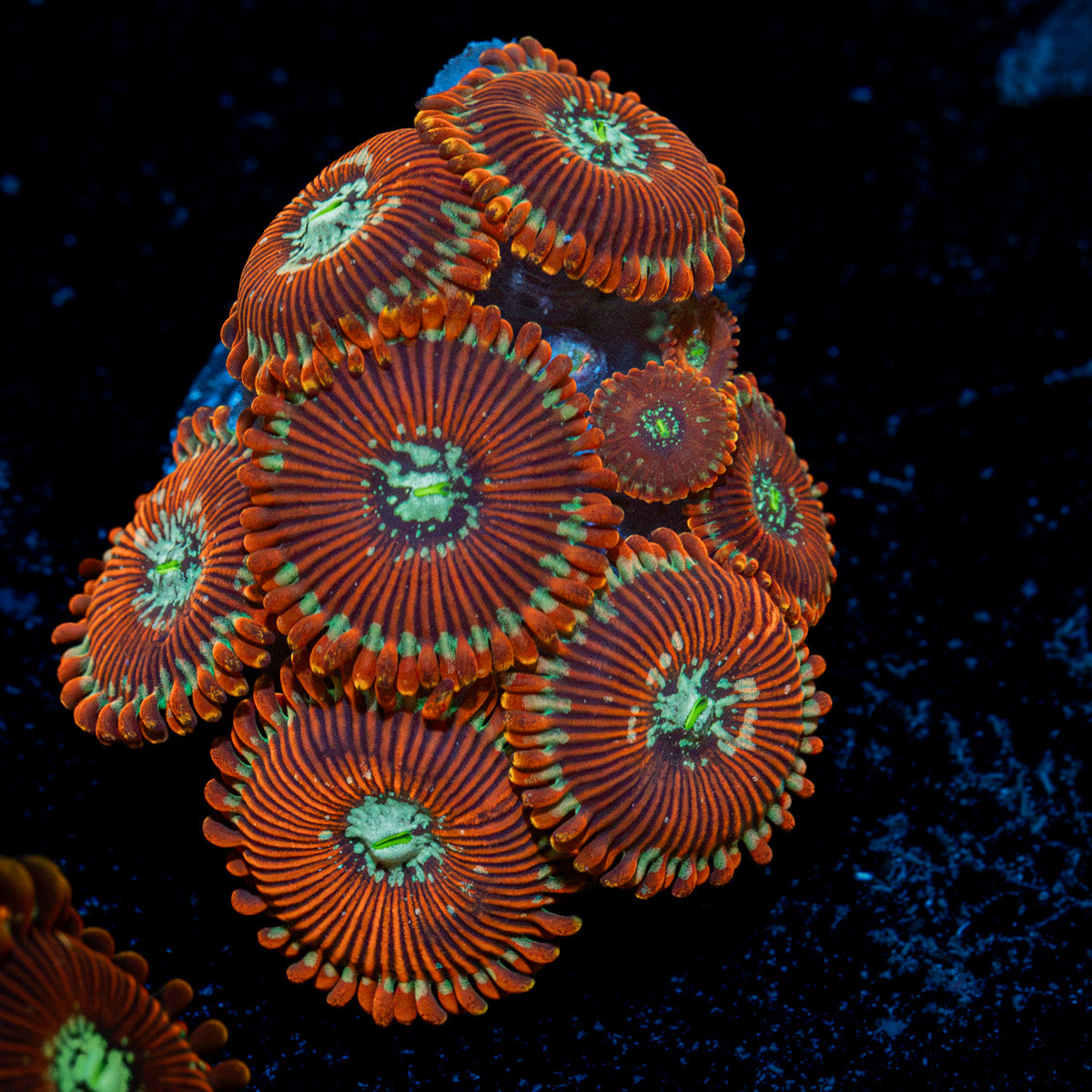 Dark Magician Zoanthid Coral with colony growth in reef aquarium