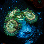 Milky Ways Zoanthid Coral colony growth in reef aquarium