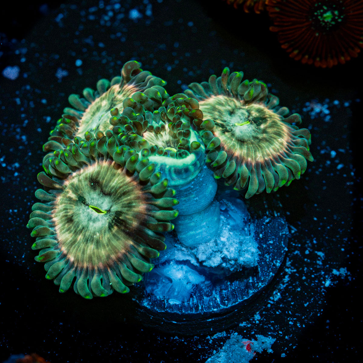Milky Ways Zoanthid Coral colony growth in reef aquarium