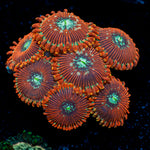 Dark Magician Zoanthid Coral colony growth in reef aquarium