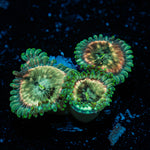 Milky Ways Zoanthid Coral colony growth in reef aquarium