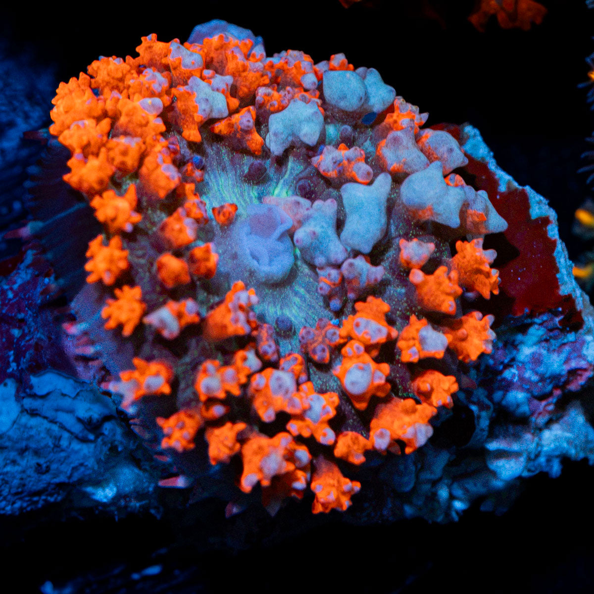 Red St.Thomas Mushroom Coral with mushroom disc in reef aquarium