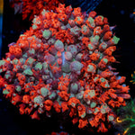 Red St.Thomas Mushroom Coral with mushroom disc in reef aquarium